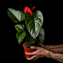 Anthurium andreanum Rojo - Grande - comprar online