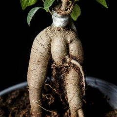 Ficus 'Ginseng' - Mediano - comprar online