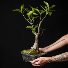 Bonsai Higuerón - Ficus luschnathiana