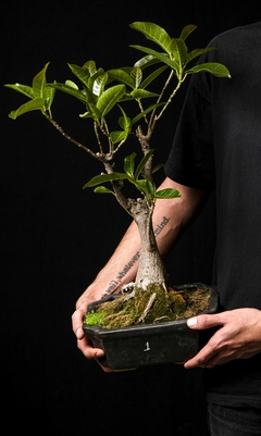 Bonsai Higuerón - Ficus luschnathiana en internet