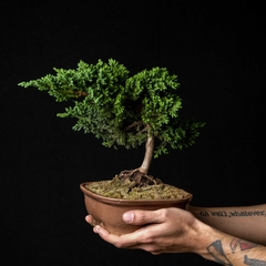 Bonsai Juniperus sp. - comprar online