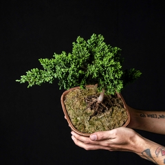 Bonsai Juniperus sp. en internet