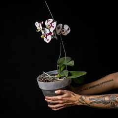 Orquídea Phalaenopsis XL - Flor Blanca y Violeta - comprar online