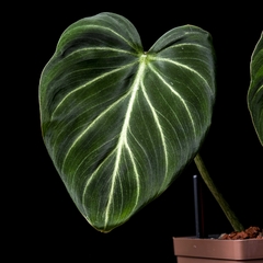 Philodendron gloriosum f. dark - Semi-Hydro - VIP - comprar online