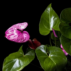 Anthurium andreanum Rosado - Grande - comprar online