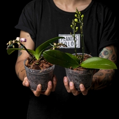 Baby Orquídea Phalaenopsis - Floración sorpresa