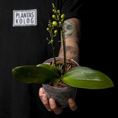 Baby Orquídea Phalaenopsis - Floración sorpresa - comprar online