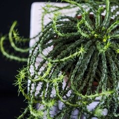 Euphorbia flanaganii - comprar online