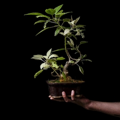 Bonsai Ombú variegado - Plantas Kolog