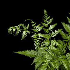 Pteris tremula - Helecho - comprar online