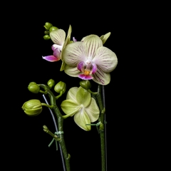Phalaenopsis A - Verde, Amarillo y Rosa
