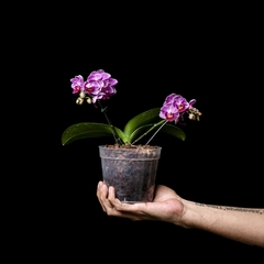 Phalaenopsis C - Blanco, Rayas Violetas - comprar online