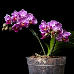 Phalaenopsis C - Blanco, Rayas Violetas