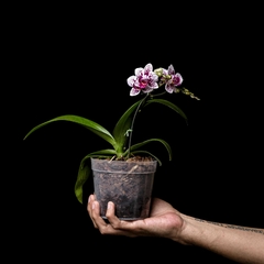 Phalaenopsis B - Blanco, Punteado Violeta - comprar online