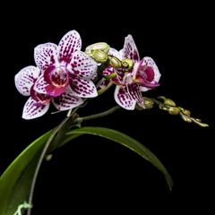 Phalaenopsis B - Blanco, Punteado Violeta