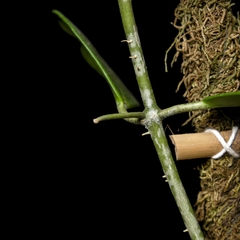 Mega Hoya kerrii c/ Tutor Escalera - Plantas Kolog