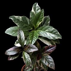Graptophyllum pictum purpureum variegatum - comprar online
