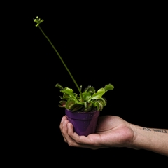 Dionaea muscipula - Venus atrapamoscas - comprar online