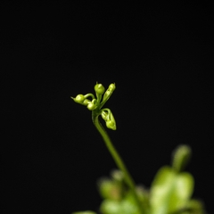 Dionaea muscipula - Venus atrapamoscas en internet