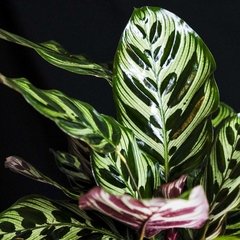 Calathea Goeppertia Makoyana XXL - comprar online