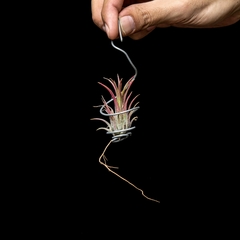 Tillandsia ionantha ' fuego '