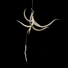 Tillandsia myosura en internet