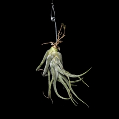 Tillandsia seleriana - Chica