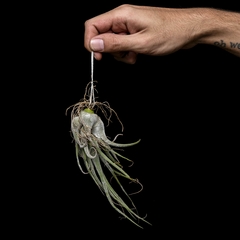 Tillandsia seleriana - Grande - comprar online