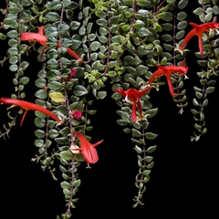 Columnea microphylla variegata - Mediana - comprar online