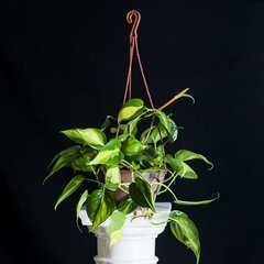 Philodendron ' Brasil ' - Bowl Colgante