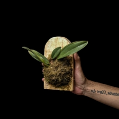 Cattleya sp. - Lápida Madera Colgante en internet