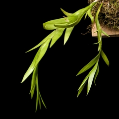 Dendrobium anceps - Marco Madera Colgante - 2 - comprar online