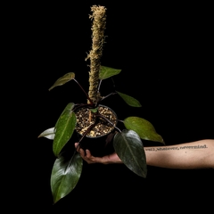 Philodendron cf. 'Royal Queen' variegado c/ Tutor - comprar online