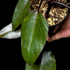 Philodendron cf. 'Royal Queen' variegado c/ Tutor