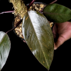Philodendron cf. 'Royal Queen' variegado c/ Tutor - Plantas Kolog
