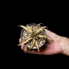 Baby Cryptanthus acaulis