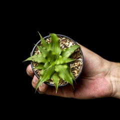 Baby Cryptanthus sp.