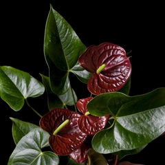 Anthurium andreanum 'Chocolate' - comprar online