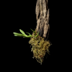 Lanium avicola - Micro Orquídea Montada