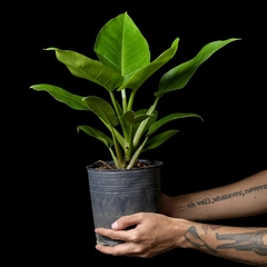 Philodendron 'Imperial Green' - comprar online