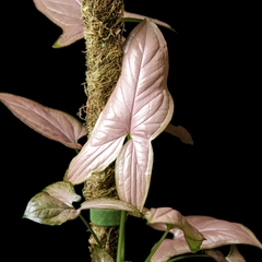 Syngonium podophyllum 'Pink' con Tutor - comprar online