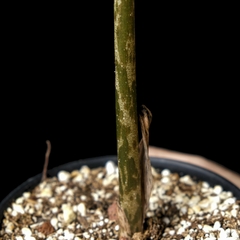 Amorphophallus cf. konjac en internet