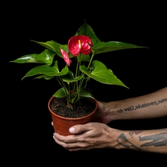 Anthurium andreanum 'Rojo' - Mediano