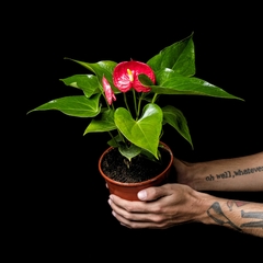 Anthurium andreanum 'Rojo' - Mediano en internet