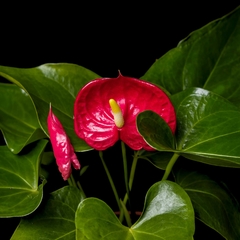 Anthurium andreanum 'Rojo' - Mediano - comprar online