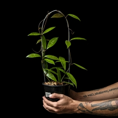Hoya pubicalyx 'Jungle Garden' con Tutor - Grande