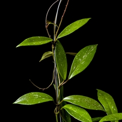 Hoya pubicalyx 'Jungle Garden' con Tutor - Grande - comprar online