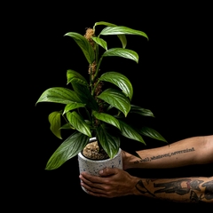 Epipremnum Amplissimum - Grande