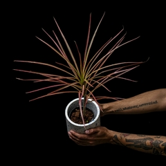 Dracaena marginata 'Colorama' en internet