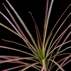 Dracaena marginata 'Colorama' - Plantas Kolog